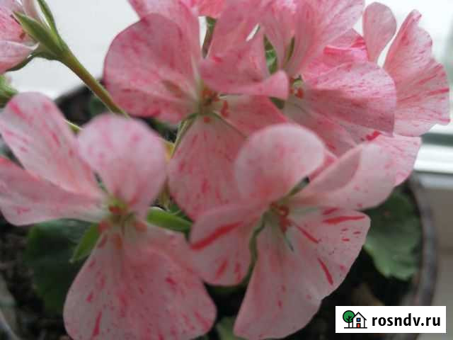 Цветочки Биробиджан - изображение 1