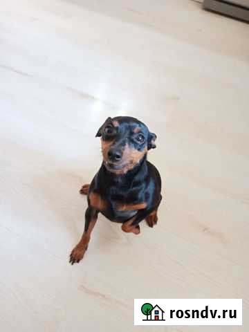 Собака цвергпинчер Санкт-Петербург - изображение 1