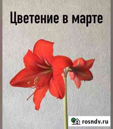 Продаю гиппеастриум Волгоград