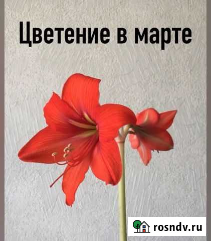 Продаю гиппеастриум Волгоград - изображение 1