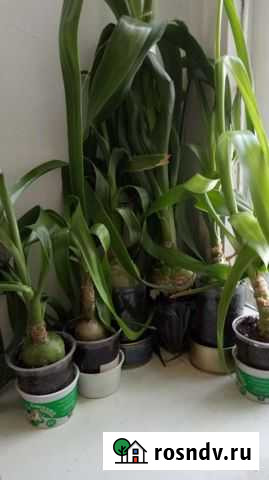 Индийский лук Киров - изображение 1