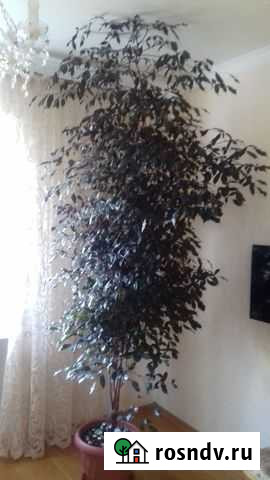 Продаю цветок леея(лея) Сочи - изображение 1