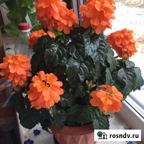 Акалифа, фикус, сингониум, Руэлию, стрептокарпелла Старый Оскол - изображение 1