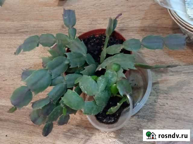 Декабрист шлюмбергера Ростов-на-Дону - изображение 1