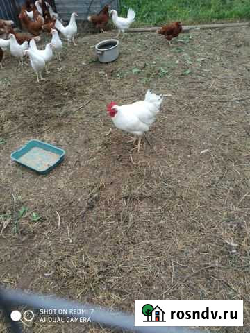 Куры несушки 2шт Балашиха - изображение 1