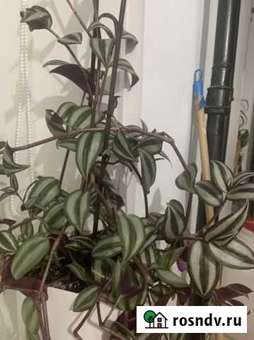 Традесканция (черенки) Подольск - изображение 1