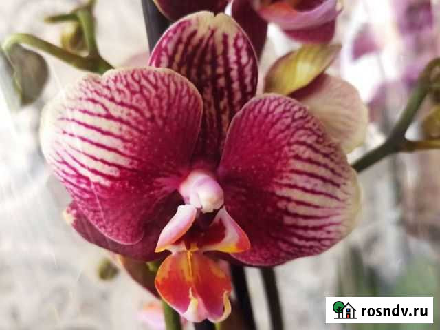 Живой подарок, орхидея Фантом Ростов-на-Дону - изображение 1