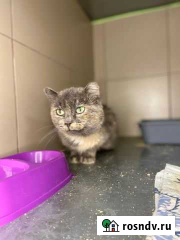 Кошка Агаша ищет дом Пенза - изображение 1