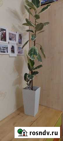 Фикус каучуконосный (эластика) Ижевск - изображение 1