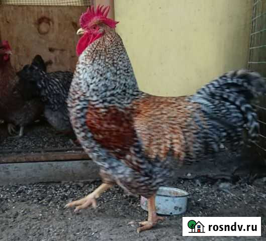 Билефельдер инкубационное яйцо Краснодар - изображение 1