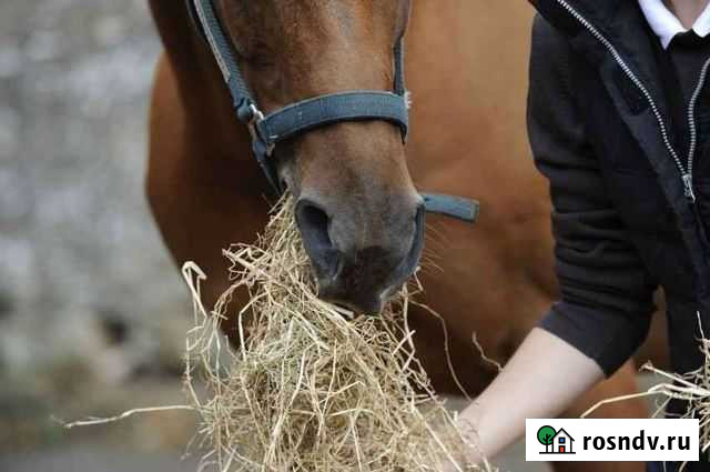Конюх Новосибирск - изображение 1