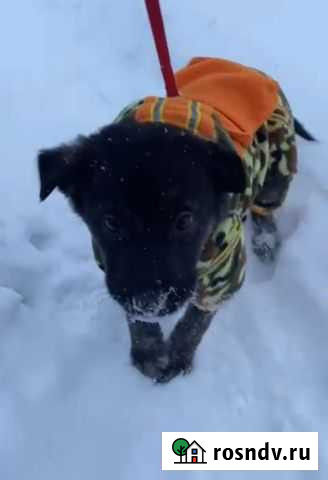 Щенок сука Дмитров - изображение 1