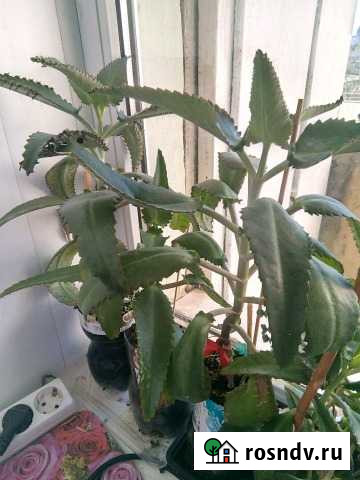 Каланхоэ- доктор в доме Астрахань - изображение 1