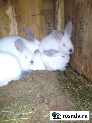 Кролики калифорнийцы Ярославль - изображение 1
