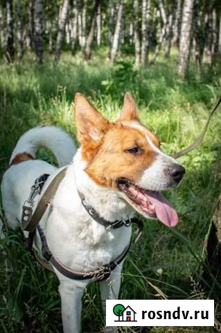 Собака Милка охранник из приюта в добрые руки Люберцы - изображение 1