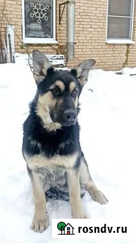 Восточноевропейская овчарка Лесной - изображение 1