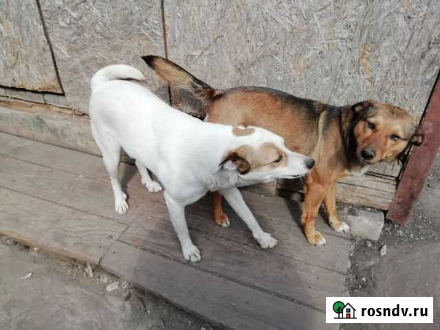 Собаки Тамбов - изображение 1