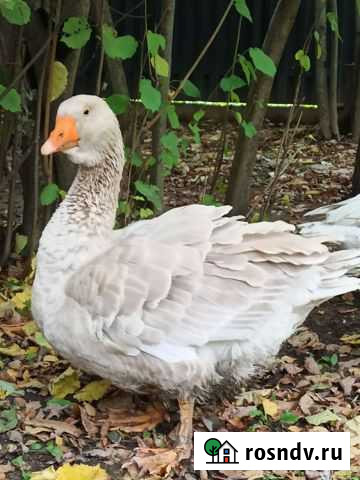 Тулузский гусь Москва - изображение 1