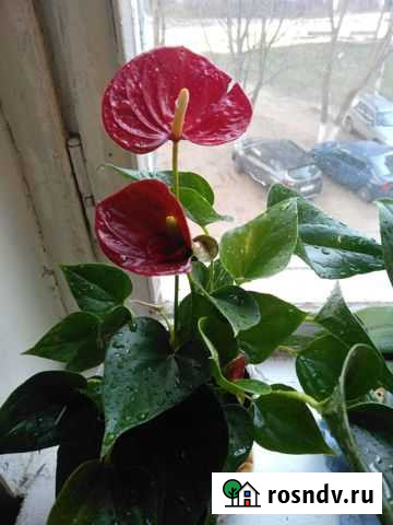 Антуриум белые красные И фиолетовые Мценск - изображение 1