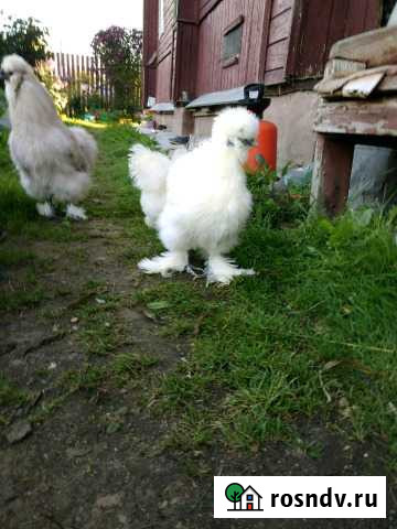 Китайские шелковые Вичуга - изображение 1