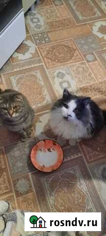 Коты Гусь-Хрустальный - изображение 1