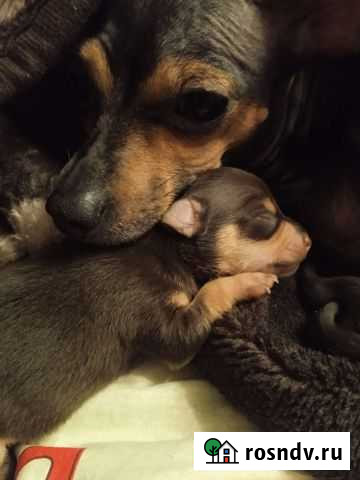 Той-терьер щенки Сыктывкар - изображение 1