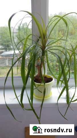 Слоновая нога Ковров - изображение 1