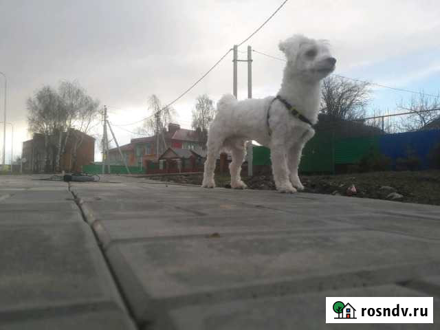 Ищем невесту (вязка) Кукмор - изображение 1