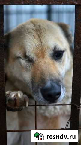 Нет глаза,но есть большое сердце Санкт-Петербург - изображение 1