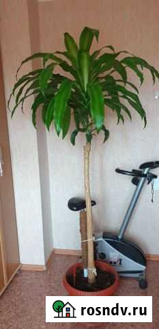 Драцена Петропавловск-Камчатский - изображение 1