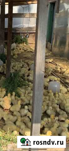 Гуси домашние Казань - изображение 1