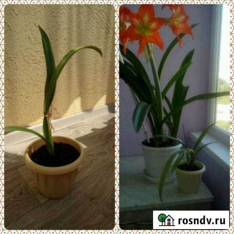 Продам комнатные цветы Иваново - изображение 1