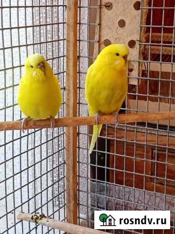 Волнистый попугай Майкоп - изображение 1