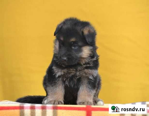 Щенки немецкой овчарки Зерноград - изображение 1