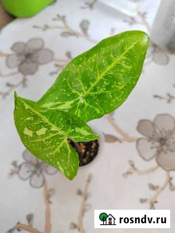 Сингониум панда Оренбург - изображение 1