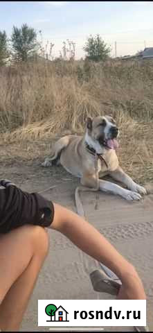 Алабай Терновка - изображение 1