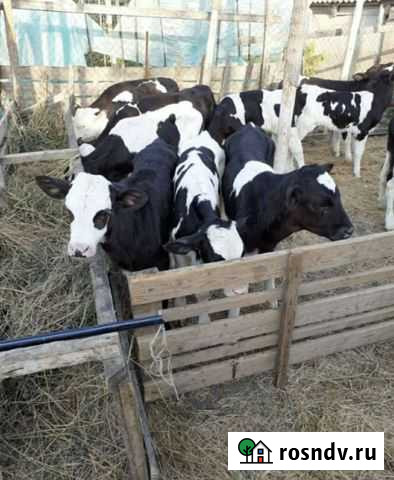 Бычки на откорм от 1м до 3х месяцев Суровикино - изображение 1