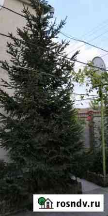 Ель Старый Крым