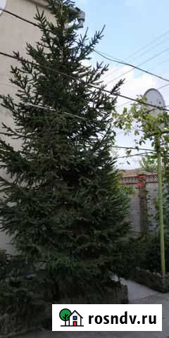 Ель Старый Крым - изображение 1