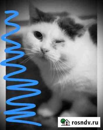 Умная и добрая кошечка ищет надежные ручки Воронеж