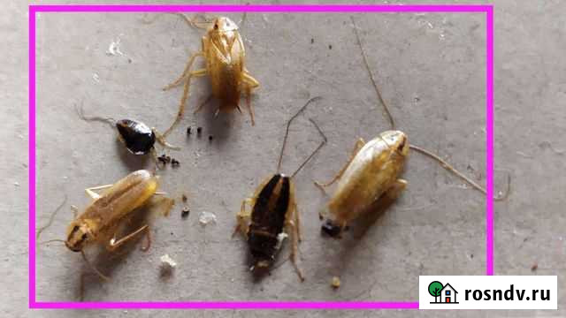 Уничтожение клопов ос тараканов Пермь - изображение 1