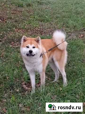 Акита вязка Воскресенск - изображение 1