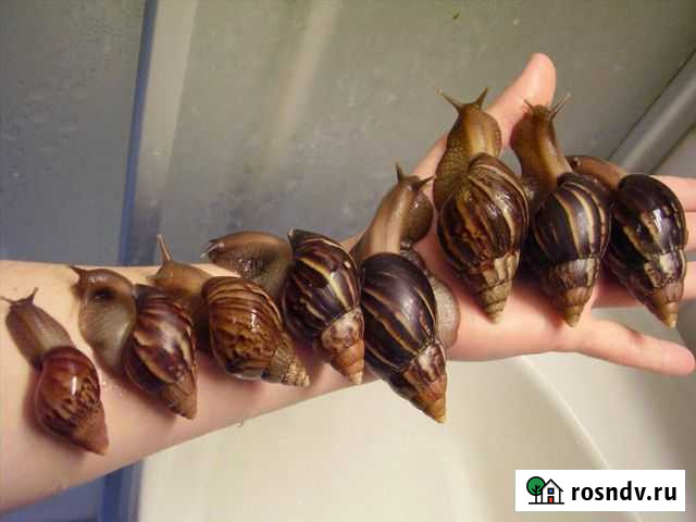 Улитка Набережные Челны - изображение 1