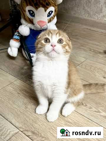 Шотландские котята Самара - изображение 1