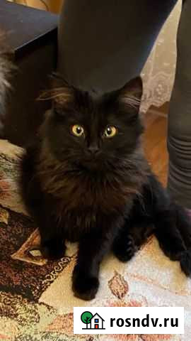 Кошечка в добрые руки Дубовое - изображение 1