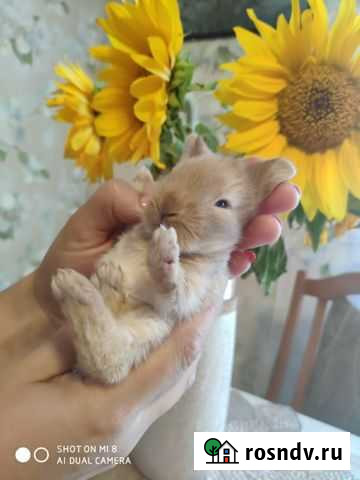 Крольченок,отличный подарок под ёлочку Калининград - изображение 1