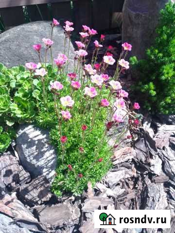 Почвопокровные растения Молочное - изображение 1