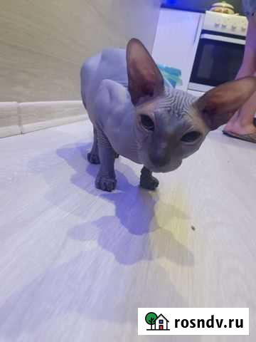 Сфинкс Краснодар - изображение 1