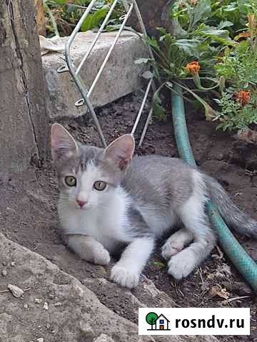 Отдам котенка в добрые руки Самара - изображение 1