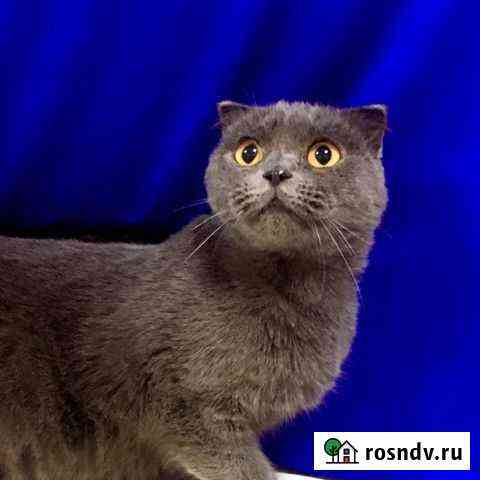 Кошечка Сильва Балашиха